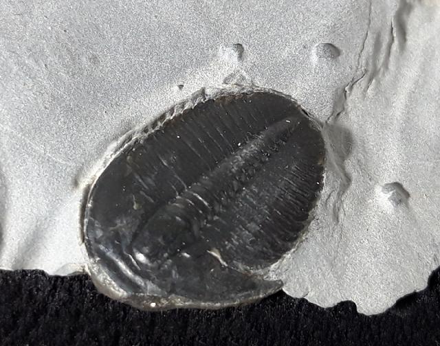 Elrathia kingii (MEEK 1870)  - Bild &copy; FossNet FossilienStore